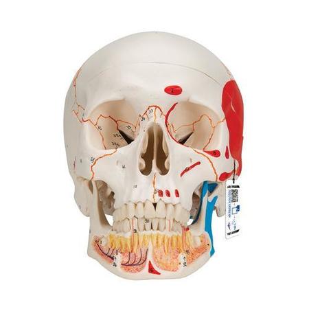 Classic Skull opened Jaw 3 part painted - w/ 3B Smart Anatomy -  3B SCIENTIFIC, 1020167